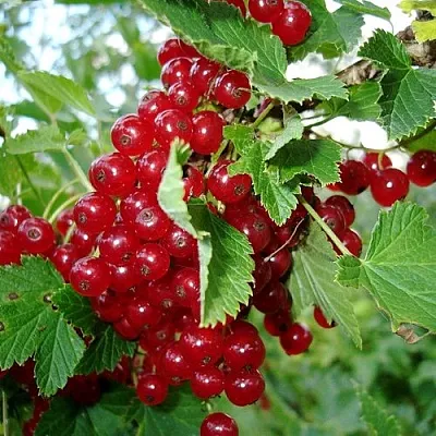 Смородина красная ГОЛЛАНДСКАЯ КРАСНАЯ  Смородина красная ГОЛЛАНДСКАЯ КРАСНАЯ в Раменском