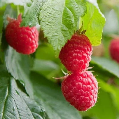 Малина МАРАВИЛЛА  Малина МАРАВИЛЛА в Раменском