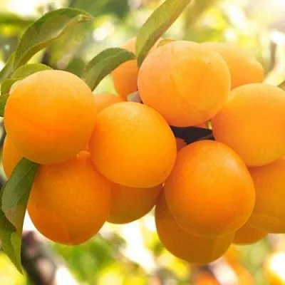 Слива МАРА  Слива МАРА в Раменском