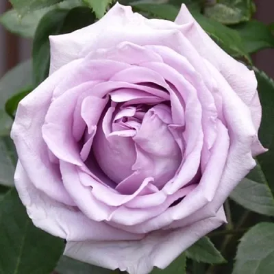 Саженцы роз ИНДИГОЛЕТТА плетистая  Саженцы роз ИНДИГОЛЕТТА плетистая в Раменском