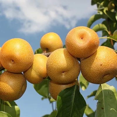 Груша азиатская  Груша азиатская в Раменском