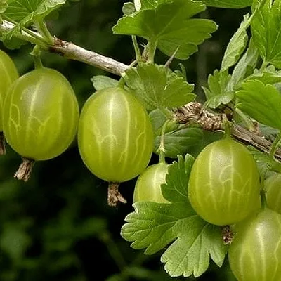 Крыжовник УРАЛЬСКИЙ БЕСШИПНЫЙ в Раменском