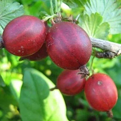 Крыжовник ЩЕДРЫЙ в Раменском