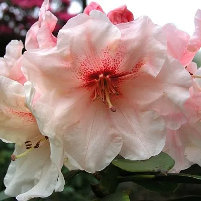 Рододендрон ХАНЯ	 в Раменском