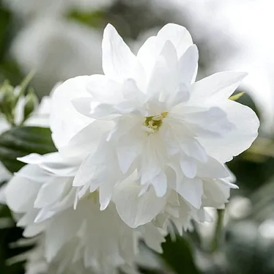 Жасмин МИНЕСОТА СНОУФЛЕЙК  Жасмин МИНЕСОТА СНОУФЛЕЙК в Раменском