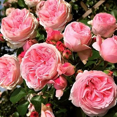 Саженцы роз ДЖАРДИНА плетистая  Саженцы роз ДЖАРДИНА плетистая в Раменском