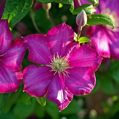 Клематис КАРМЕНСИТА в Раменском