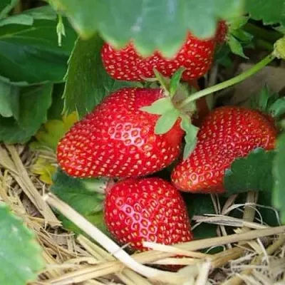 Клубника МОНТЕРЕЙ ремонтантная  Клубника МОНТЕРЕЙ ремонтантная в Раменском