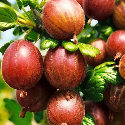 Крыжовник ШЕРШНЕВСКИЙ в Раменском