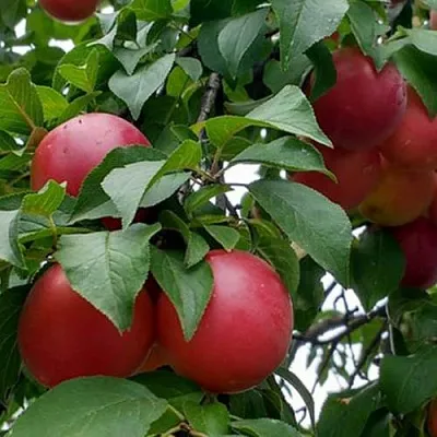 Плумкот БИРИКОККОЛО ГИГАНТЕ ДИ БУДРИО  Плумкот БИРИКОККОЛО ГИГАНТЕ ДИ БУДРИО в Раменском