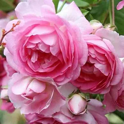 Саженцы роз ЖАСМИНА плетистая  Саженцы роз ЖАСМИНА плетистая в Раменском