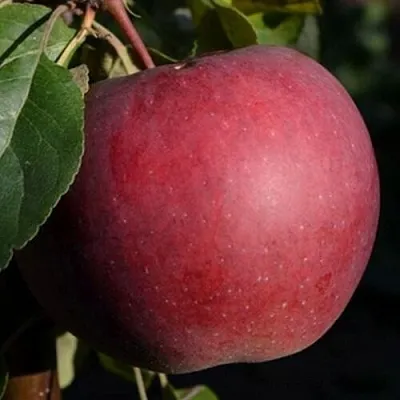 Яблоня БЕЛОРУССКОЕ СЛАДКОЕ  Яблоня БЕЛОРУССКОЕ СЛАДКОЕ в Раменском