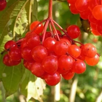 Калина ПАМЯТИ ВАЛЕНТИНЫ в Раменском