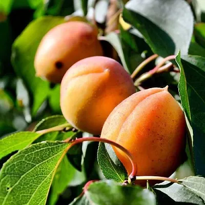 Абрикос БАЙ  Абрикос БАЙ в Раменском