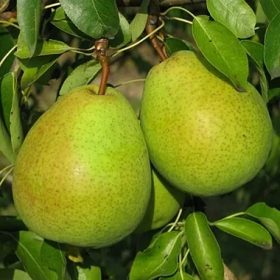 Груша НАЙТ-ВЕРТ колонновидная  Груша НАЙТ-ВЕРТ колонновидная в Раменском