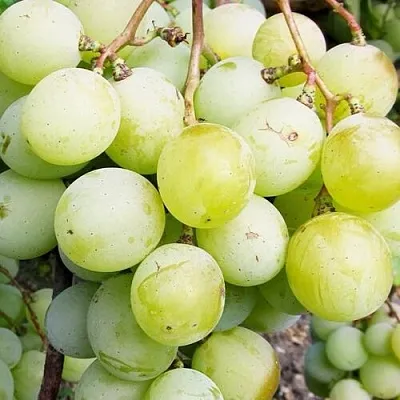 Виноград КЕША МУСКАТ  Виноград КЕША МУСКАТ в Раменском