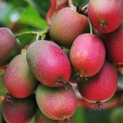 Актинидия ВЕЙКИ аргута  Актинидия ВЕЙКИ аргута в Раменском