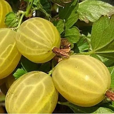 Крыжовник ЯРОВОЙ в Раменском