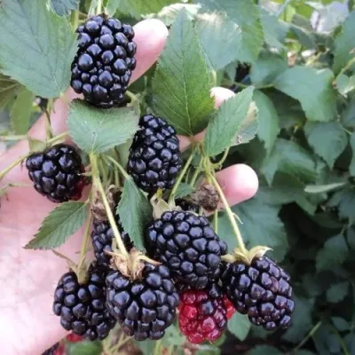 Ежевика ОУАЧИТА бесшипная — описание сорта Ежевика ОУАЧИТА бесшипная в Раменском