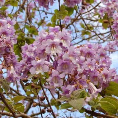 Павлония ПАО ТОГН Z07 — описание сорта Павлония ПАО ТОГН Z07 в Раменском