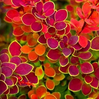 Барбарис ОРАНЖ САНРАЙЗ тунберга в Раменском