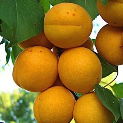 Абрикос ОНТАРИО  Абрикос ОНТАРИО в Раменском