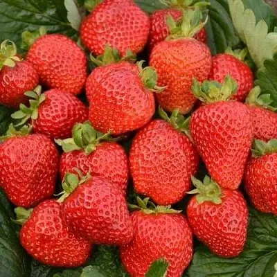 Клубника САН АНДРЕАС ремонтантная  Клубника САН АНДРЕАС ремонтантная в Раменском