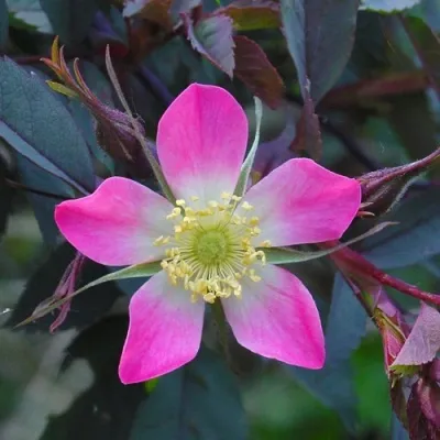 Саженцы роз сизая — описание сорта Саженцы роз сизая в Раменском