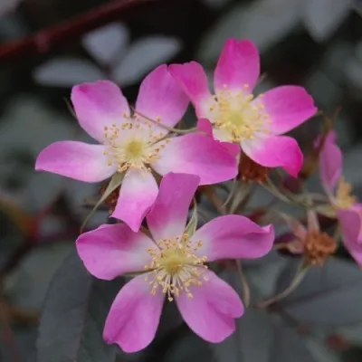 Саженцы роз сизая — описание сорта Саженцы роз сизая в Раменском