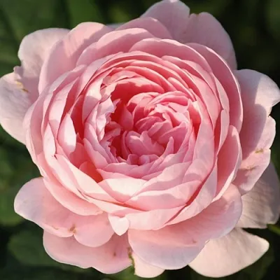 Саженцы роз КУИН ОФ СУИДЕН английская  Саженцы роз КУИН ОФ СУИДЕН английская в Раменском