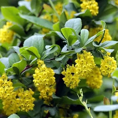 Барбарис корейский  Барбарис корейский в Раменском