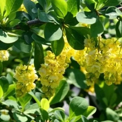 Барбарис ИНДИАН САММЕР   Барбарис ИНДИАН САММЕР  в Раменском