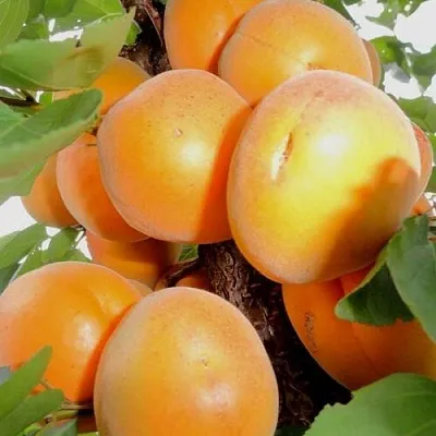 Абрикос ДЕСЕРТНЫЙ  Абрикос ДЕСЕРТНЫЙ в Раменском