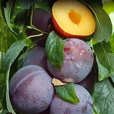 НЕКТАПРИУМ в Раменском