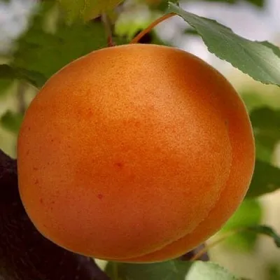 Абрикос ОЛИМП  Абрикос ОЛИМП в Раменском