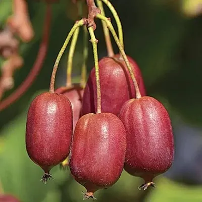 Актинидия СКАРЛЕТ СЕПТЕМБЕР аргута  Актинидия СКАРЛЕТ СЕПТЕМБЕР аргута в Раменском