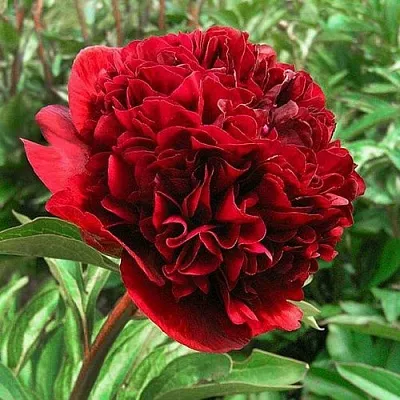 Пион РЕД ГРЕЙС травянистый  Пион РЕД ГРЕЙС травянистый в Раменском