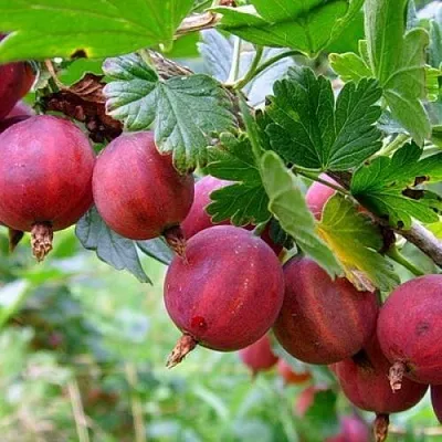 Крыжовник КРАСНОСЛАВЯНСКИЙ в Раменском