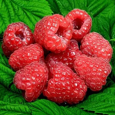 Саженцы малины оптом  Саженцы малины оптом в Раменском