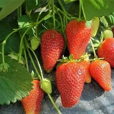 Клубника РОКСАНА  Клубника РОКСАНА в Раменском