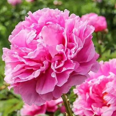 Пион АЛЕКСАНДР ФЛЕМИНГ травянистый  Пион АЛЕКСАНДР ФЛЕМИНГ травянистый в Раменском