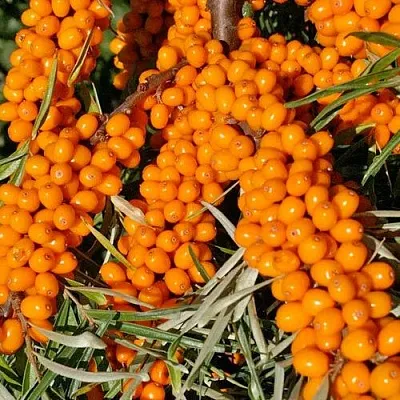 Облепиха ЕЛИЗАВЕТА  Облепиха ЕЛИЗАВЕТА в Раменском