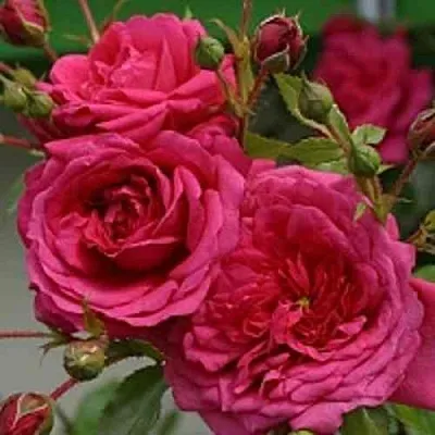 Саженцы роз ЛАГУНА плетистая  Саженцы роз ЛАГУНА плетистая в Раменском