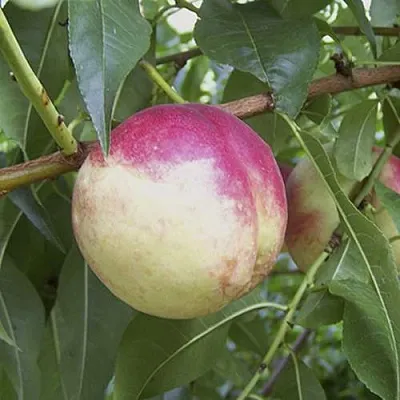 ПИЧЕРИН в Раменском