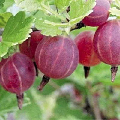 Крыжовник РАВОЛТ в Раменском