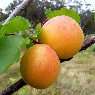 Абрикос ОРЛОВЧАНИН  Абрикос ОРЛОВЧАНИН в Раменском