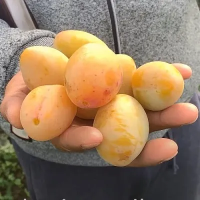 Слива ЯХОНТОВАЯ  Слива ЯХОНТОВАЯ в Раменском