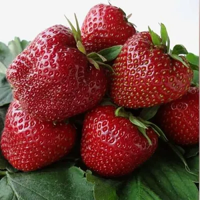 Клубника НАБИЛА  Клубника НАБИЛА в Раменском