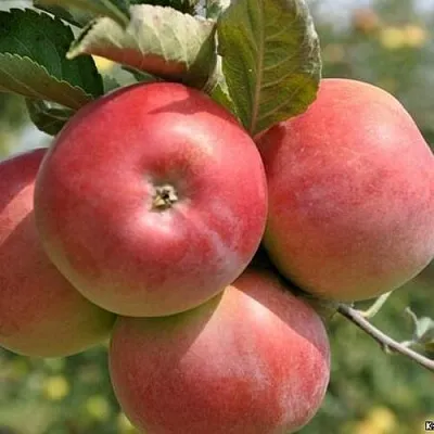 Яблоня ВЭМ-РОЗОВЫЙ  Яблоня ВЭМ-РОЗОВЫЙ в Раменском