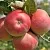Яблоня ВЭМ-РОЗОВЫЙ в Раменском